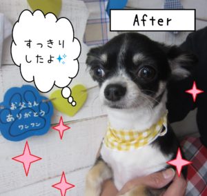 仕上がりチワワ