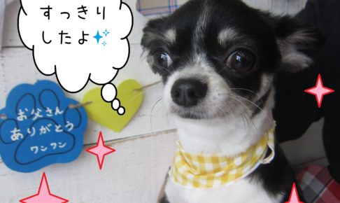 仕上がりチワワ