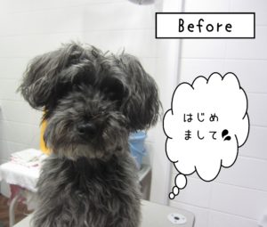 初めましてMシュナ