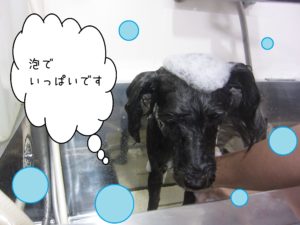 シャンプーMシュナ