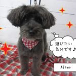 仕上がりMシュナ