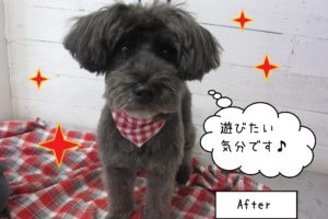 仕上がりMシュナ