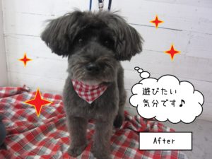 仕上がりMシュナ