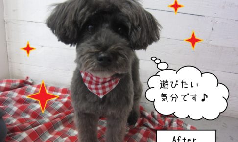 仕上がりMシュナ