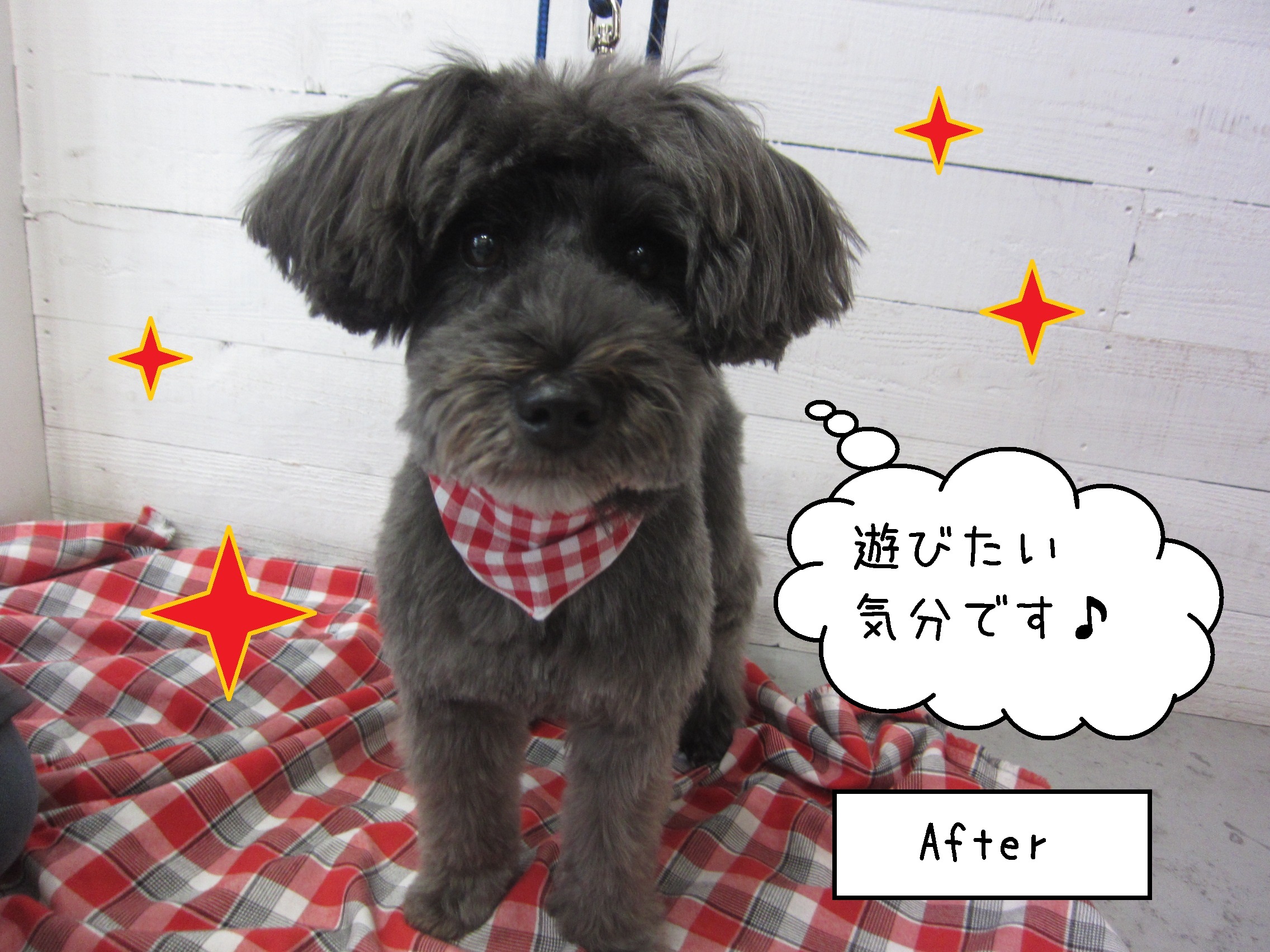 仕上がりMシュナ