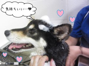 シャンプーしば