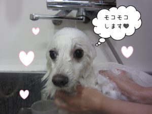 シャンプースピッツ