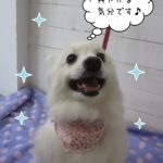 仕上がりスピッツ