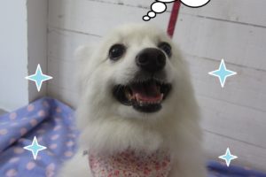 仕上がりスピッツ