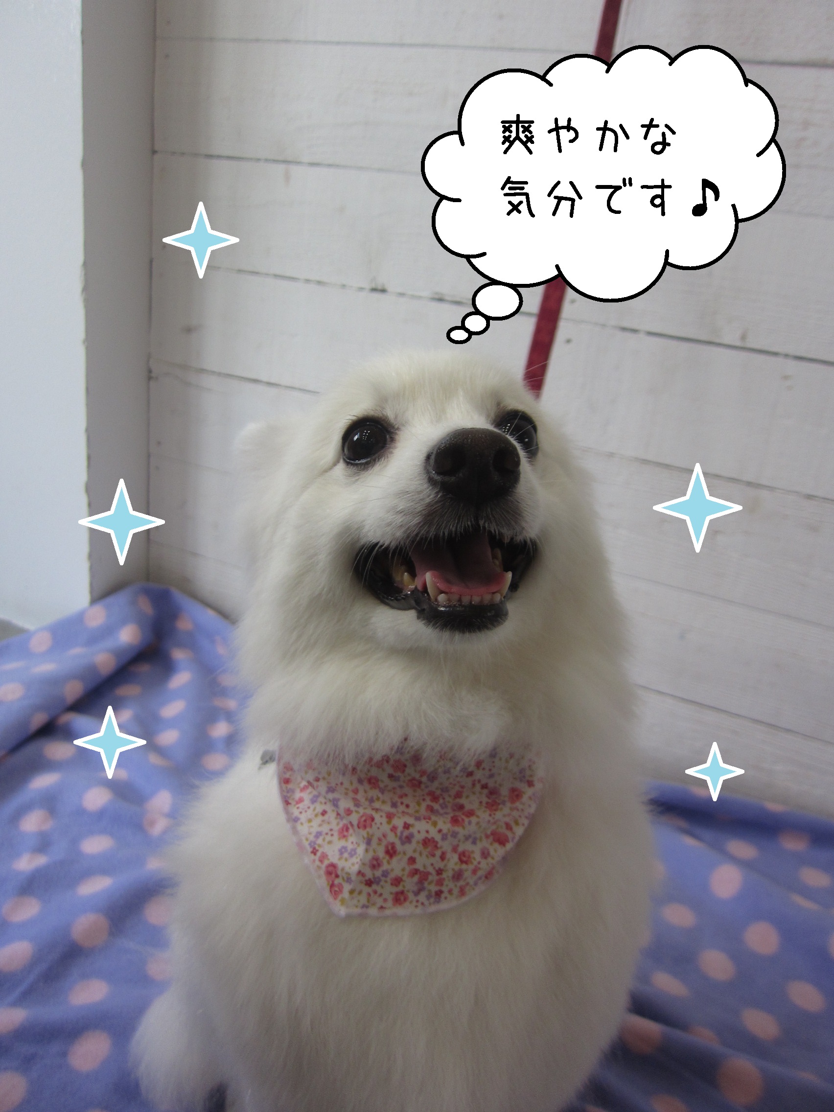 仕上がりスピッツ