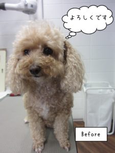 よろしくトイプー