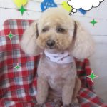 仕上がりトイプー