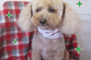 仕上がりトイプー