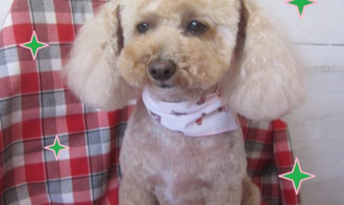 仕上がりトイプー