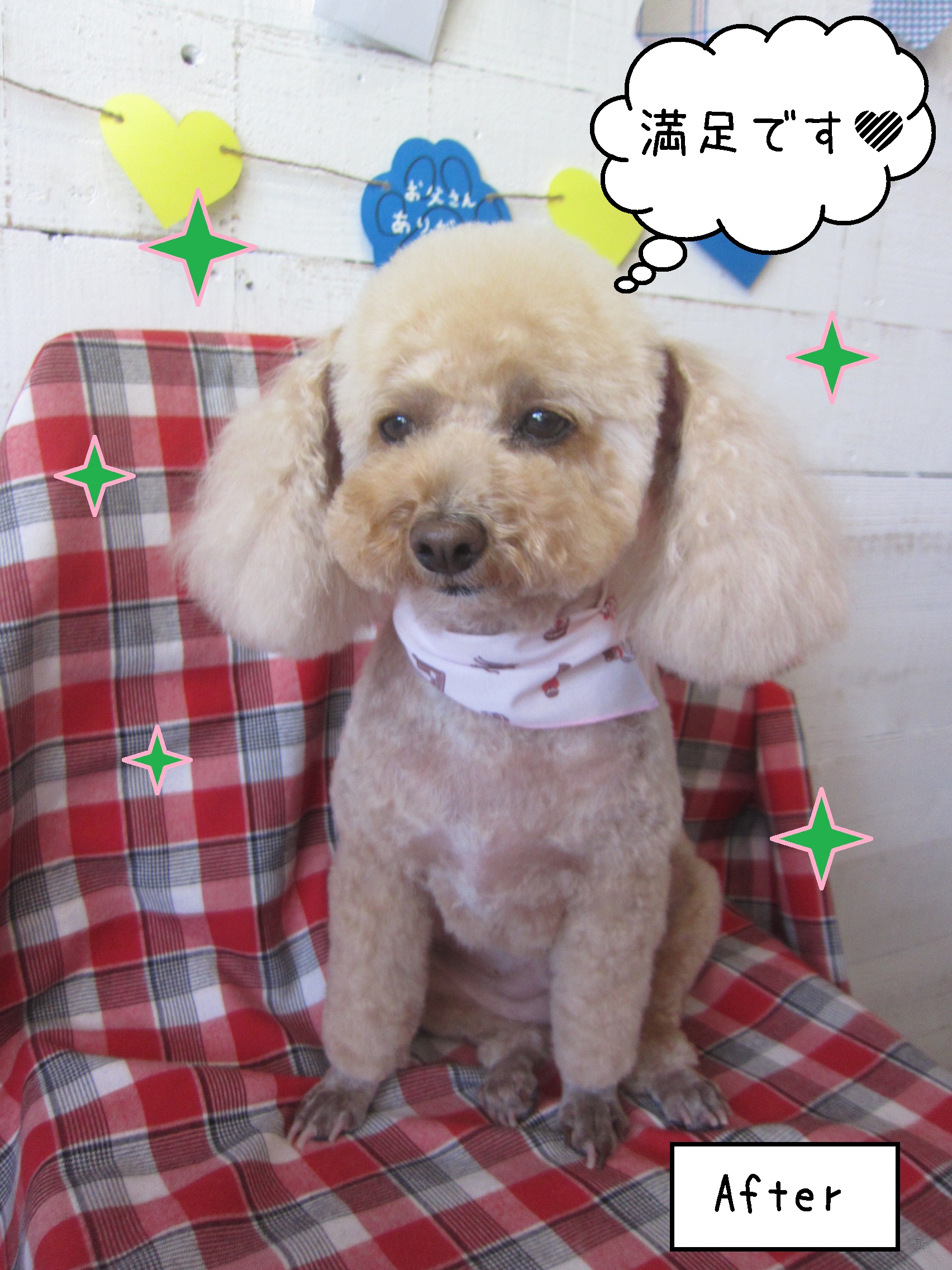 仕上がりトイプー