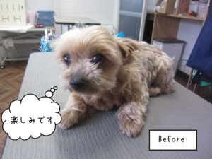 よろしくヨーキー