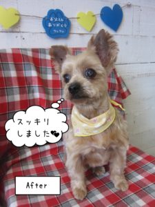 仕上がりヨーキー