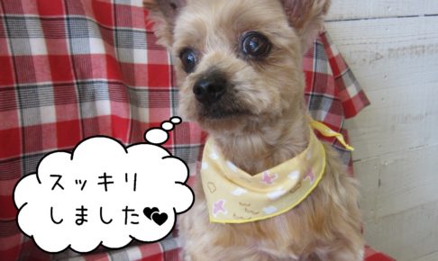 仕上がりヨーキー