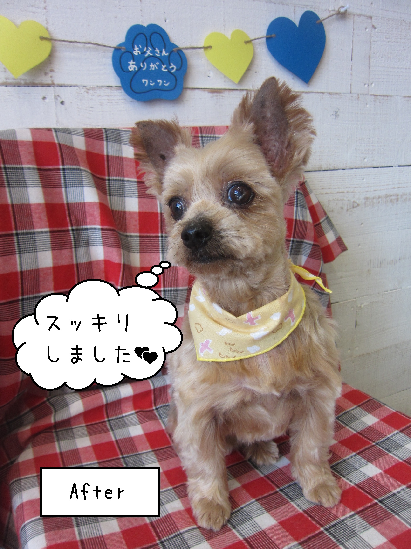 仕上がりヨーキー