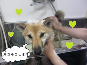 シャンプーしば