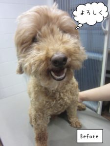 よろしくトイプー