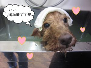 お風呂トイプー