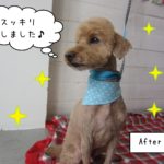 仕上がりトイプー