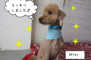 仕上がりトイプー