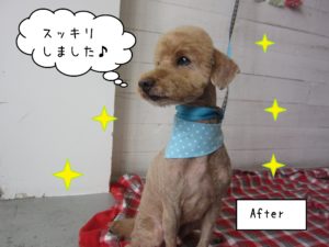 仕上がりトイプー