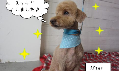 仕上がりトイプー