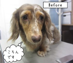 よろしくダックス