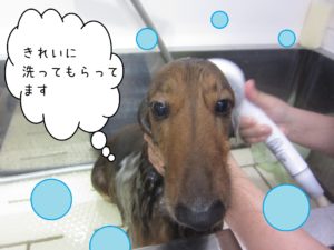 シャンプーダックス