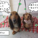 仕上がりダックス