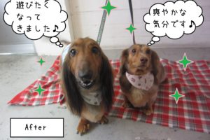 仕上がりダックス