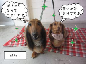 仕上がりダックス