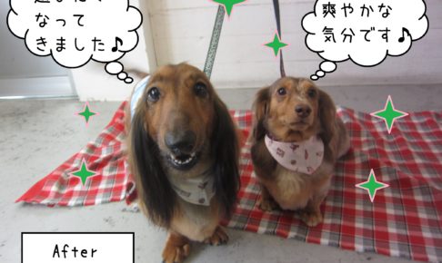 仕上がりダックス