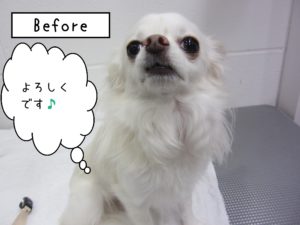 よろしくチワワ