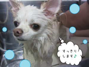 シャンプーチワワ