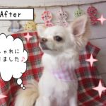 仕上がりチワワ