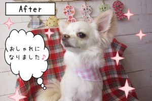 仕上がりチワワ