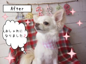 仕上がりチワワ