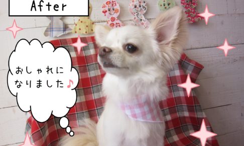 仕上がりチワワ