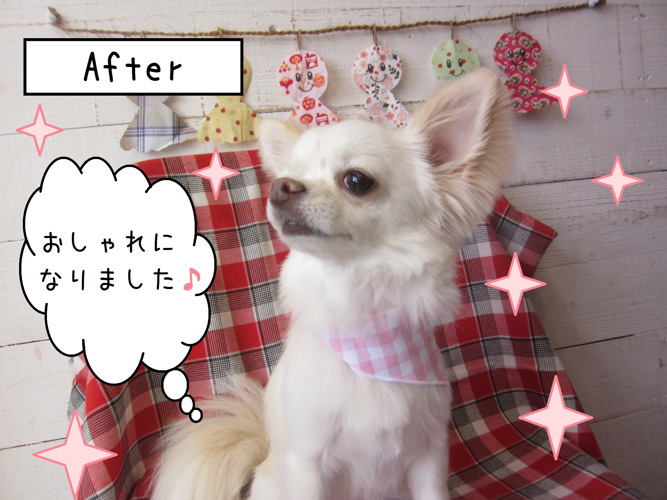 仕上がりチワワ