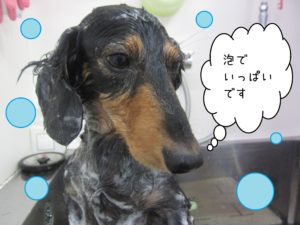 シャンプーダックス