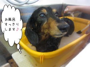 お風呂ダックス