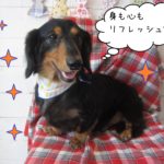 仕上がりダックス