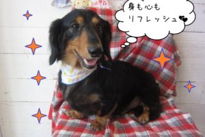 仕上がりダックス