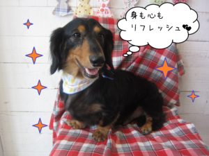 仕上がりダックス