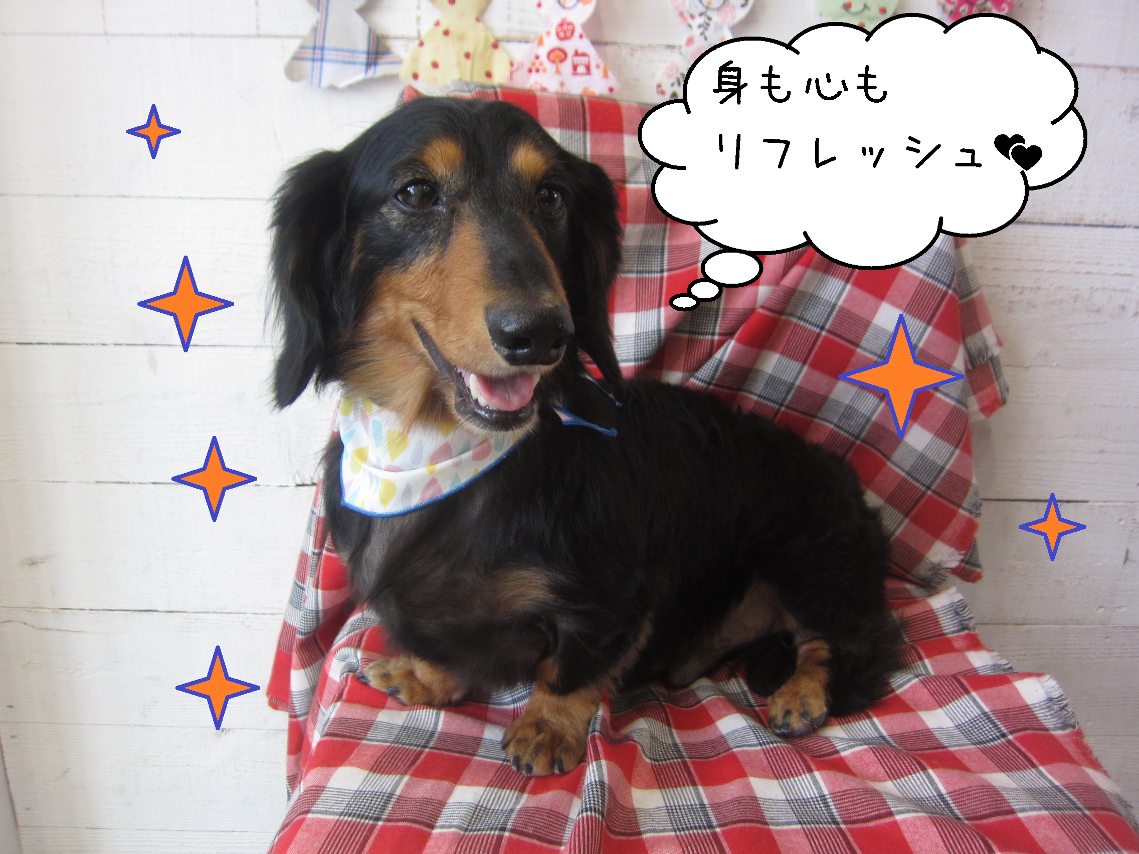 仕上がりダックス