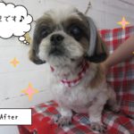 仕上がりシーズー